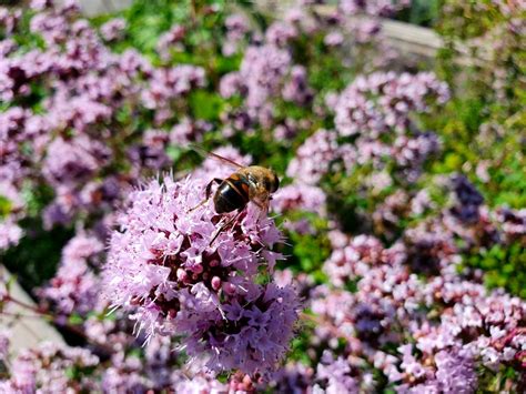 12 Plants With Year Round Pollinator Appeal Bob Vila