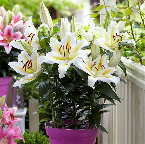 Golden Romance Oriental Lily 3 Bulbs 1416 Cm Hirts Gardens