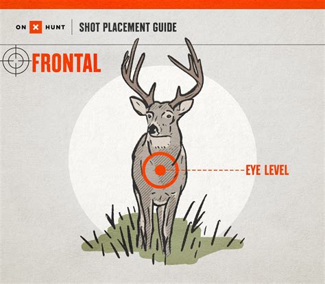 Whitetail Deer Vitals Diagram