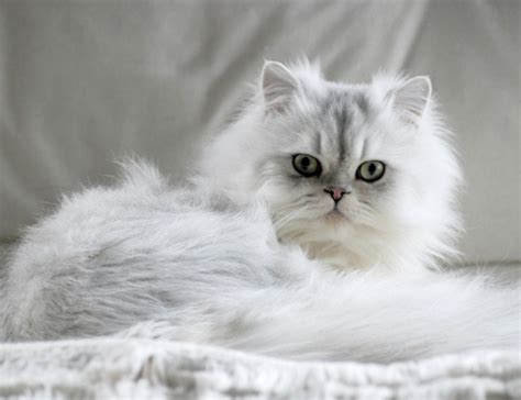 If you want a persian cat, but not the health problems often associated with it, you should purchase a doll face persian cat. Chinchilla - Cat Breed Information and Profile | AdelaideVet