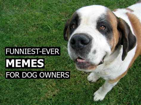 Funniest Ever Memes For Dog Owners