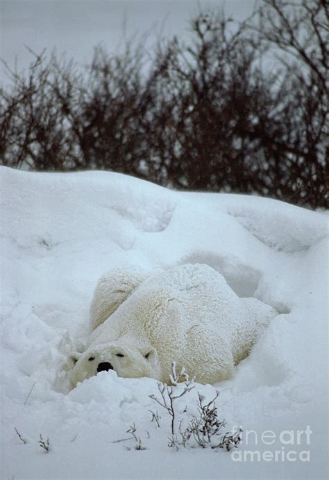 Resting Polar Bear Photograph By Fritz Pölking Fine Art America