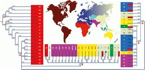 It has subsequently declined in number, and was minimized upon the arrival in. File:MtDNA haplogroup tree and distribution map.gif ...