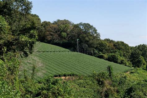 Green Tea Plantation Field Stock Photo Image Of Japan 84436566