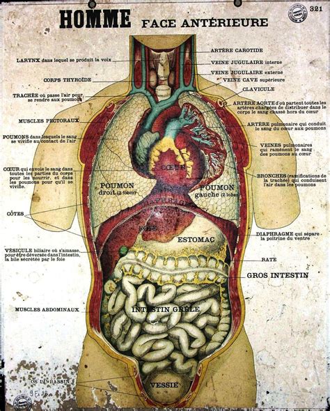Welcome to innerbody.com, a free educational resource for learning about human anatomy and physiology. Anatomy Poster French (body) | artful anatomy & biology ...
