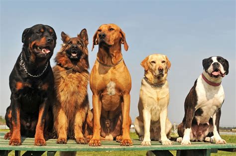 10 raças de cachorro grande e dóceis para adotar Focalizando