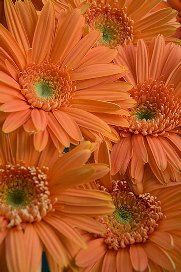 Orange Gerbera Daisies Calyx Flowers Inc