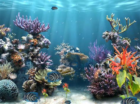 Coral Reef Aquarium Screensaver