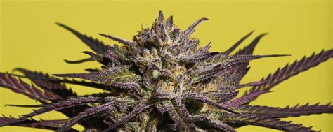 What Is Purple Cannabis Why Leaves Turn Purple And How To Grow Your Own