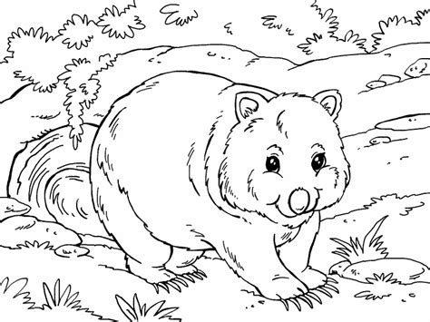 Wombat Coloring Page Coloring Pages 4 U