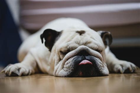 White English Bulldog Taking A Nap Creative Commons Bilder