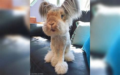 Wally The Rabbits Mom Shares His ‘before Photo With The World