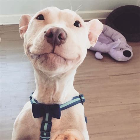 We've gathered our favorite ideas for 1080x1080 funny pictures, explore our list of popular images of 1080x1080 funny pictures and download photos collection with high resolution Puppy looks like Sir Patrick Stewart : pics