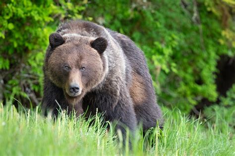 Grizzly Bear Attacks Mountain Biker In Montana Authorities