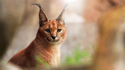 Caracal Cat Full Hd Wallpaper And Background Image 1920x1080 Id244049