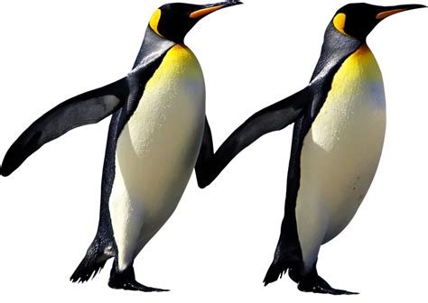 Emperor Penguin Png Photo Png All