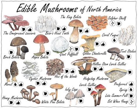 Edible Mushroom Guide North America Mushroom Lovers T Etsy