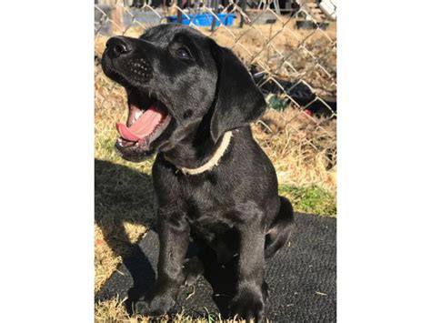 4 Akc Solid Black Labrador Retrievers Amarillo Puppies For Sale Near Me