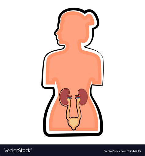 Isolated Human Urinary System In A Woman Body Vector Image