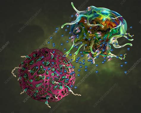 T Cell Attacking Cancer Cell Illustration Stock Image C0489109