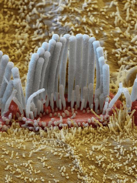 Cochlea Inner Hair Cells Sem Photograph By Oliver Meckes Eye Of