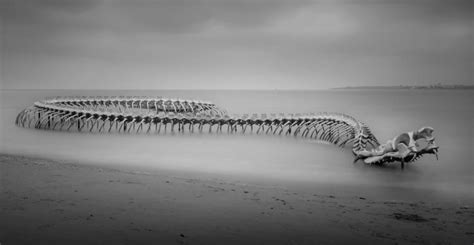 A Giant Serpent Emerges From The Sea Off The Coast Of France Gloss