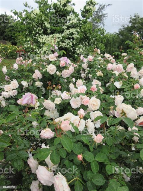 Bright White Peach Roses Pretty Lady Floribunda Cultivar June 2021