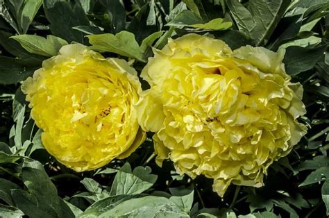 31 Types Of Peonies All Colors Bloom Types And Varieties Home