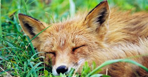 Watch your favourite fox tv shows in the uk on sky, virgin media, talktalk now tv, tvplayer. This Sleepy Fox Found the Perfect Place to Take a Nap | Time