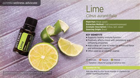 Health Benefits Of Lime Essential Oil Hg