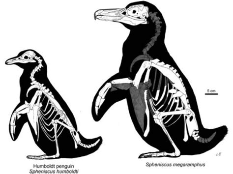 Why Dont Penguins Use Their Knees Quora