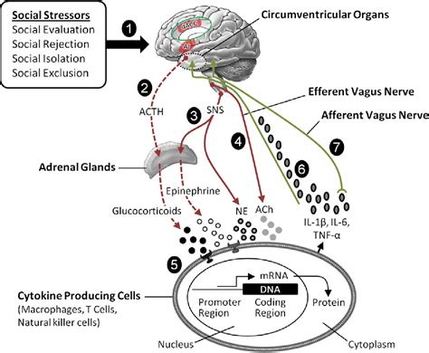 Figure 3 From Psychoneuroimmunology Of Stress And Mental Health
