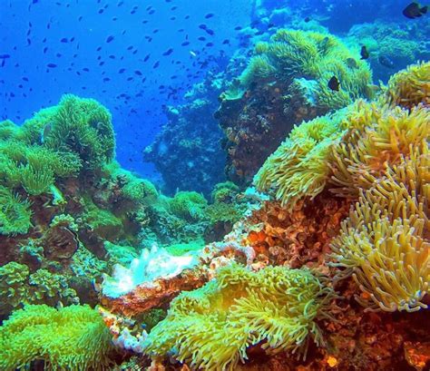 Conoce Los Mejores Arrecifes De Coral Del Mundo Antes De Que