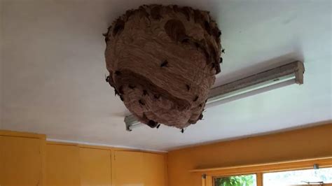 Large Asian Hornet Nests Found In Abandoned House The Premier Daily