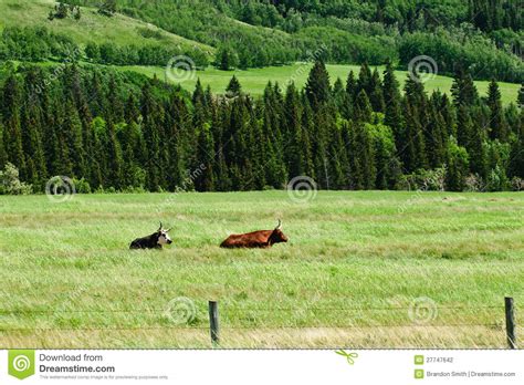 Mountain Pastures Stock Photo Image Of Bull Meadow 27747642