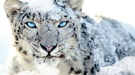 Snow Leopard Wallpapers Wallpaper Cave