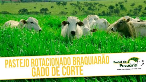 Pastejo Rotacionado Para Gado De Corte