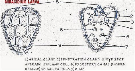 Liver fluke infectionsintroductiondisease history, characteristics, and transmissionscope and distributiontreatment and preventionimpacts and issuesbibliography source for information on liver fluke infections: FASCIOLA HEPATICA- LIFE HISTORY | BIOZOOM