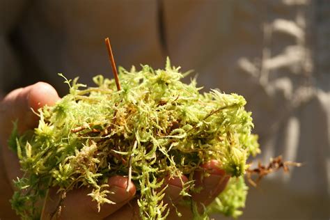 This is done by taking up cations. Sphagnum | Sphagnum, or peat moss, is a characteristic ...