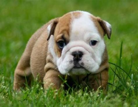 Below are some english names which might be suitable for your female or male english bulldog. ***CUTE MALE AND FEMALE ENGLISH BULLDOG PUPPIES FOR ...