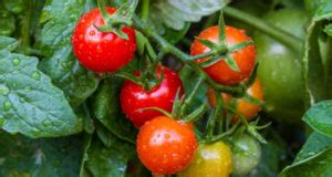 Walmart.com has been visited by 1m+ users in the past month 25 Fruits And Vegetables To Grow In Acidic Soil - Off The ...