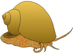 Snail Clipart 3 Clipartix