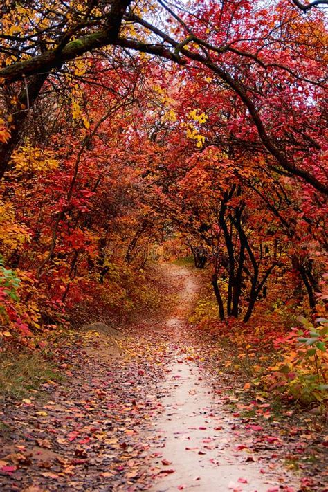 Pathway Throught The Beautiful Autumn Forest Near Brienz Berner
