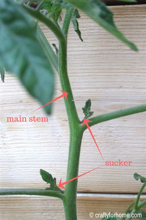 What To Do With Tomato Plant Suckers Tomato Suckers Growing Tomato