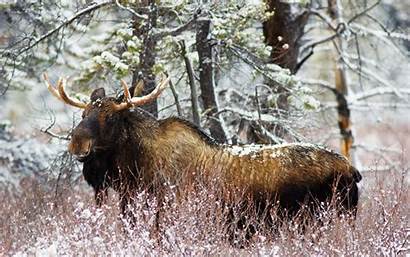 Moose Elk Winter Snow Forest Wallpapers Backgrounds