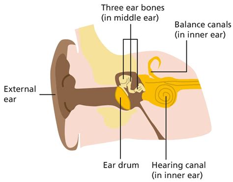 Ear Drum Repair Tympanoplasty Resource Library Sheffield Children