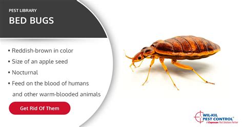 How To Identify Bed Bugs Bed Bug Identification U S P Vrogue Co