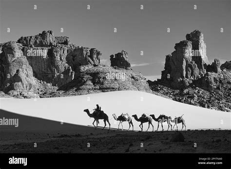 Algeria Near Djanet Sahara Desert Men Of Tuareg Tribe Camel Caravan