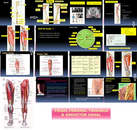 Femoral sheath femoral canal and femoral hernia by dr. Medical Concept maps : Musculoskeletal system