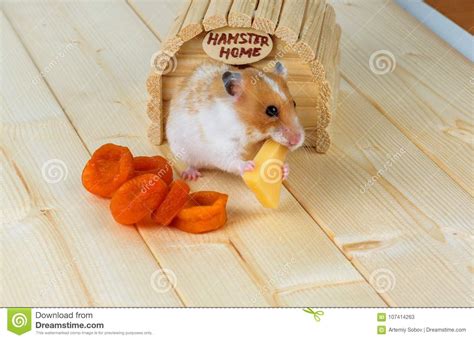 A Hamster Close Up Eats Cheese Near Its Stock Image Image Of Nuts